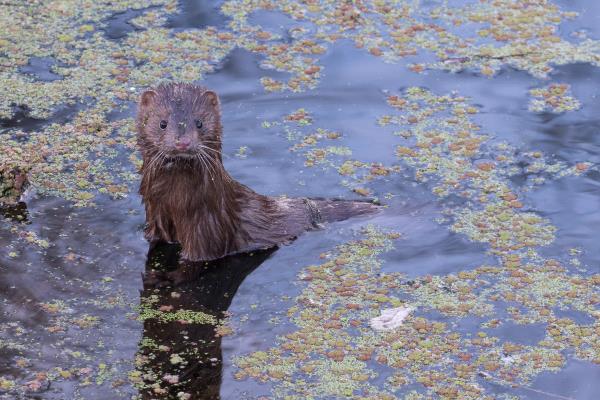 /Images/uploads/Sonoma County Regional Parks Foundation/springlake50/entries/28928thumb.jpg